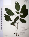 中文名:長梗盤花麻(S002559)學名:Lecanthus peduncularis (Wall. ex Royle) Wedd.(S002559)