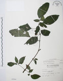 中文名:長梗盤花麻(S002560)學名:Lecanthus peduncularis (Wall. ex Royle) Wedd.(S002560)