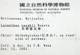 中文名:長梗盤花麻(S003945)學名:Lecanthus peduncularis (Wall. ex Royle) Wedd.(S003945)