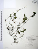 中文名:長梗盤花麻(S003945)學名:Lecanthus peduncularis (Wall. ex Royle) Wedd.(S003945)