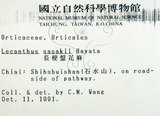 中文名:長梗盤花麻(S003946)學名:Lecanthus peduncularis (Wall. ex Royle) Wedd.(S003946)