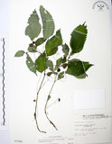 中文名:長梗盤花麻(S003946)學名:Lecanthus peduncularis (Wall. ex Royle) Wedd.(S003946)