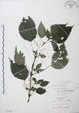中文名:長梗盤花麻(S005692)學名:Lecanthus peduncularis (Wall. ex Royle) Wedd.(S005692)