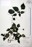 中文名:長梗盤花麻(S006796)學名:Lecanthus peduncularis (Wall. ex Royle) Wedd.(S006796)