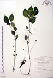 中文名:長梗盤花麻(S008321)學名:Lecanthus peduncularis (Wall. ex Royle) Wedd.(S008321)