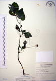 中文名:長梗盤花麻(S008322)學名:Lecanthus peduncularis (Wall. ex Royle) Wedd.(S008322)
