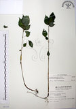 中文名:長梗盤花麻(S008392)學名:Lecanthus peduncularis (Wall. ex Royle) Wedd.(S008392)