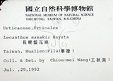 中文名:長梗盤花麻(S008393)學名:Lecanthus peduncularis (Wall. ex Royle) Wedd.(S008393)