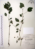 中文名:長梗盤花麻(S008393)學名:Lecanthus peduncularis (Wall. ex Royle) Wedd.(S008393)