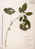 中文名:長梗盤花麻(S008804)學名:Lecanthus peduncularis (Wall. ex Royle) Wedd.(S008804)