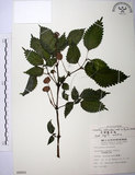 中文名:長梗盤花麻(S008805)學名:Lecanthus peduncularis (Wall. ex Royle) Wedd.(S008805)