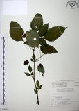中文名:長梗盤花麻(S009162)學名:Lecanthus peduncularis (Wall. ex Royle) Wedd.(S009162)