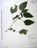 中文名:長梗盤花麻(S009164)學名:Lecanthus peduncularis (Wall. ex Royle) Wedd.(S009164)