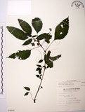 中文名:長梗盤花麻(S009440)學名:Lecanthus peduncularis (Wall. ex Royle) Wedd.(S009440)