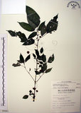 中文名:長梗盤花麻(S009441)學名:Lecanthus peduncularis (Wall. ex Royle) Wedd.(S009441)