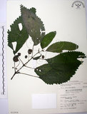 中文名:長梗盤花麻(S012934)學名:Lecanthus peduncularis (Wall. ex Royle) Wedd.(S012934)