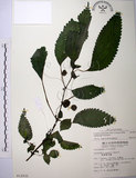 中文名:長梗盤花麻(S012935)學名:Lecanthus peduncularis (Wall. ex Royle) Wedd.(S012935)