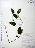 中文名:長梗盤花麻(S013653)學名:Lecanthus peduncularis (Wall. ex Royle) Wedd.(S013653)