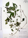 中文名:長梗盤花麻(S013782)學名:Lecanthus peduncularis (Wall. ex Royle) Wedd.(S013782)