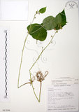 中文名:長梗盤花麻(S017588)學名:Lecanthus peduncularis (Wall. ex Royle) Wedd.(S017588)