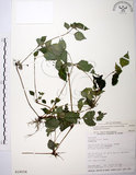 中文名:長梗盤花麻(S018034)學名:Lecanthus peduncularis (Wall. ex Royle) Wedd.(S018034)