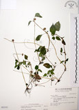 中文名:長梗盤花麻(S031313)學名:Lecanthus peduncularis (Wall. ex Royle) Wedd.(S031313)