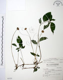 中文名:長梗盤花麻(S031321)學名:Lecanthus peduncularis (Wall. ex Royle) Wedd.(S031321)