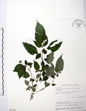 中文名:長梗盤花麻(S032398)學名:Lecanthus peduncularis (Wall. ex Royle) Wedd.(S032398)