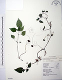 中文名:長梗盤花麻(S034480)學名:Lecanthus peduncularis (Wall. ex Royle) Wedd.(S034480)