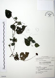 中文名:長梗盤花麻(S036438)學名:Lecanthus peduncularis (Wall. ex Royle) Wedd.(S036438)