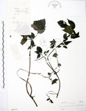 中文名:長梗盤花麻(S040193)學名:Lecanthus peduncularis (Wall. ex Royle) Wedd.(S040193)