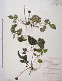 中文名:長梗盤花麻(S054538)學名:Lecanthus peduncularis (Wall. ex Royle) Wedd.(S054538)