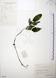 中文名:長梗盤花麻(S057374)學名:Lecanthus peduncularis (Wall. ex Royle) Wedd.(S057374)
