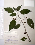 中文名:長梗盤花麻(S068604)學名:Lecanthus peduncularis (Wall. ex Royle) Wedd.(S068604)