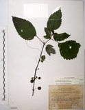 中文名:長梗盤花麻(S068605)學名:Lecanthus peduncularis (Wall. ex Royle) Wedd.(S068605)