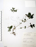 中文名:長梗盤花麻(S068608)學名:Lecanthus peduncularis (Wall. ex Royle) Wedd.(S068608)