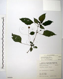 中文名:長梗盤花麻(S068609)學名:Lecanthus peduncularis (Wall. ex Royle) Wedd.(S068609)