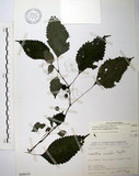 中文名:長梗盤花麻(S068610)學名:Lecanthus peduncularis (Wall. ex Royle) Wedd.(S068610)