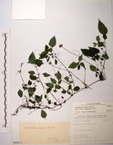 中文名:長梗盤花麻(S068611)學名:Lecanthus peduncularis (Wall. ex Royle) Wedd.(S068611)