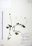 中文名:長梗盤花麻(S069126)學名:Lecanthus peduncularis (Wall. ex Royle) Wedd.(S069126)