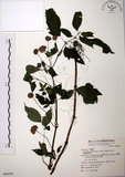 中文名:長梗盤花麻(S069501)學名:Lecanthus peduncularis (Wall. ex Royle) Wedd.(S069501)