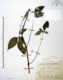 中文名:長梗盤花麻(S073513)學名:Lecanthus peduncularis (Wall. ex Royle) Wedd.(S073513)
