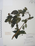 中文名:長梗盤花麻(S074250)學名:Lecanthus peduncularis (Wall. ex Royle) Wedd.(S074250)