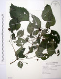 中文名:長梗盤花麻(S091285)學名:Lecanthus peduncularis (Wall. ex Royle) Wedd.(S091285)