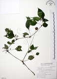 中文名:長梗盤花麻(S095174)學名:Lecanthus peduncularis (Wall. ex Royle) Wedd.(S095174)