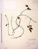 中文名:長梗盤花麻(S096843)學名:Lecanthus peduncularis (Wall. ex Royle) Wedd.(S096843)