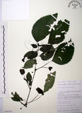 中文名:長梗盤花麻(S105752)學名:Lecanthus peduncularis (Wall. ex Royle) Wedd.(S105752)