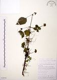 中文名:長梗盤花麻(S105761)學名:Lecanthus peduncularis (Wall. ex Royle) Wedd.(S105761)