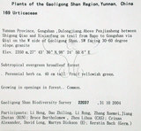 中文名:長梗盤花麻(S106009)學名:Lecanthus peduncularis (Wall. ex Royle) Wedd.(S106009)