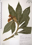 中文名:絹毛鳶尾(S026011)學名:Costus speciosus (Koenig) Smith(S026011)中文別名:閉鞘薑